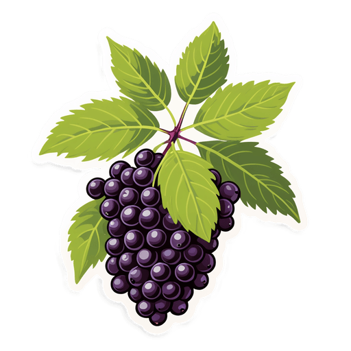 Elderberry sticker illustration